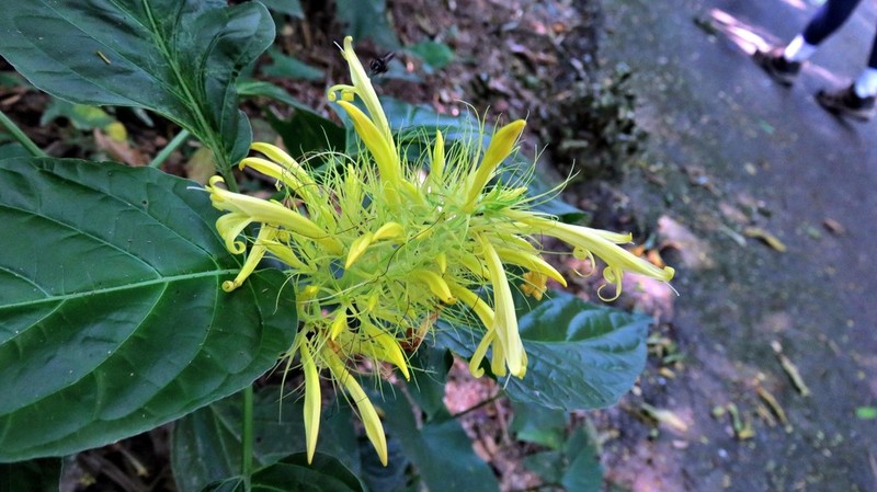 Schaueria calytricha photo 3