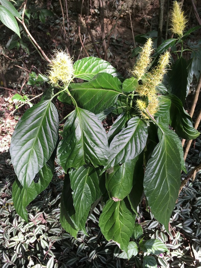 Schaueria calytricha photo 4