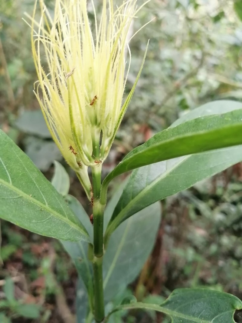 Schaueria calytricha photo 5