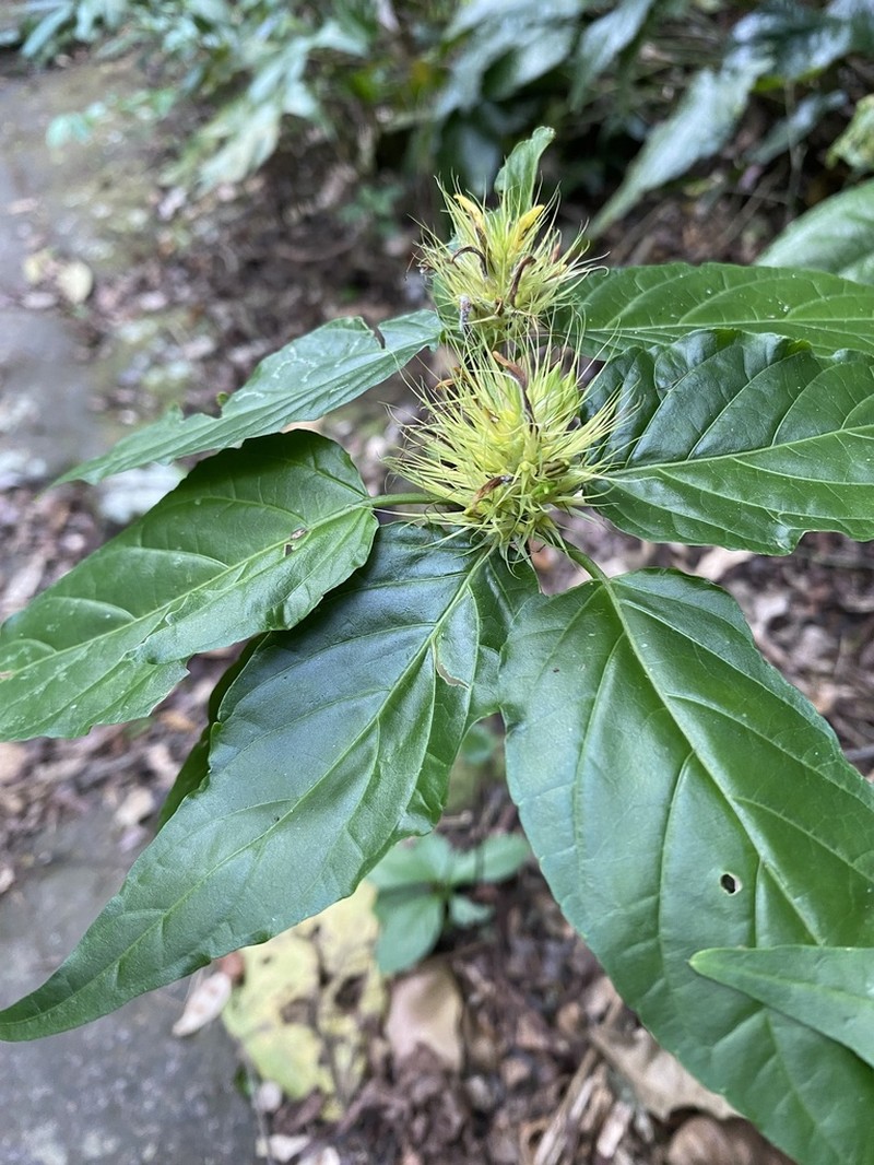 Schaueria calytricha photo 6