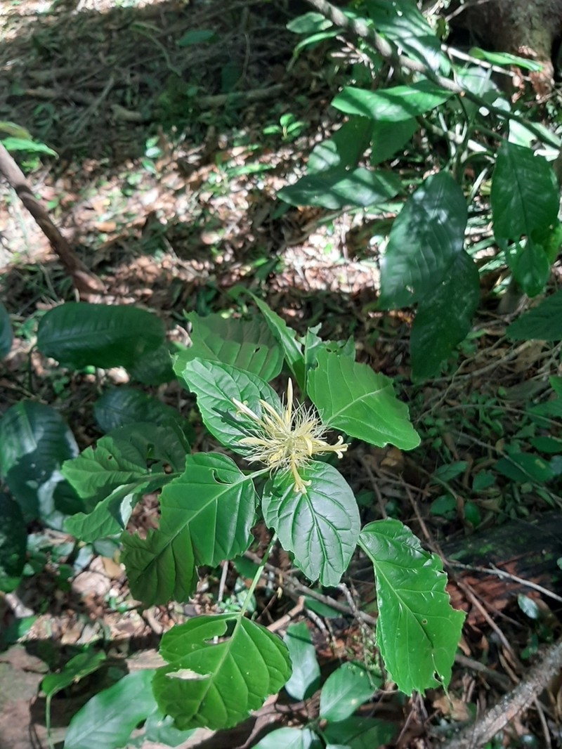 Schaueria calytricha photo 8
