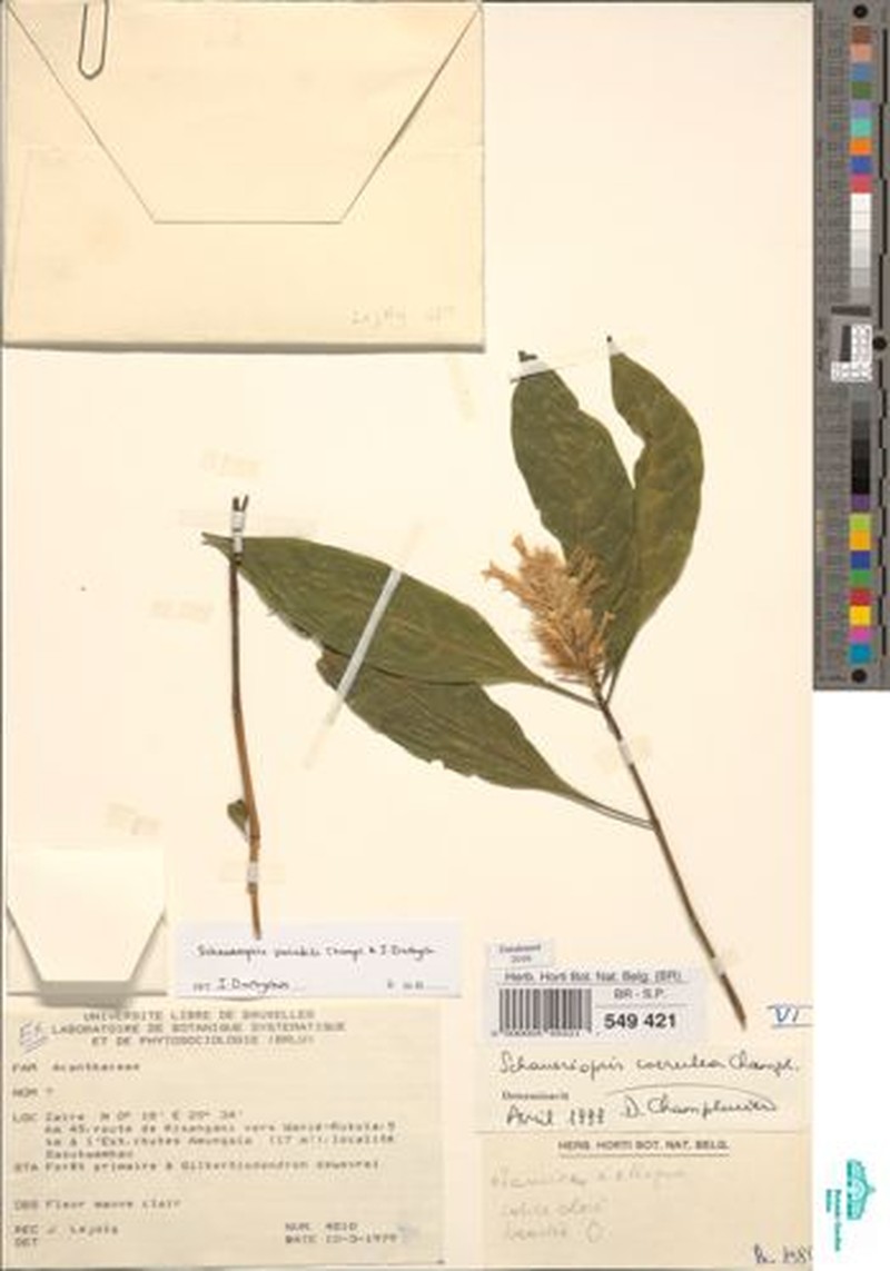 Schaueriopsis variabilis photo 2