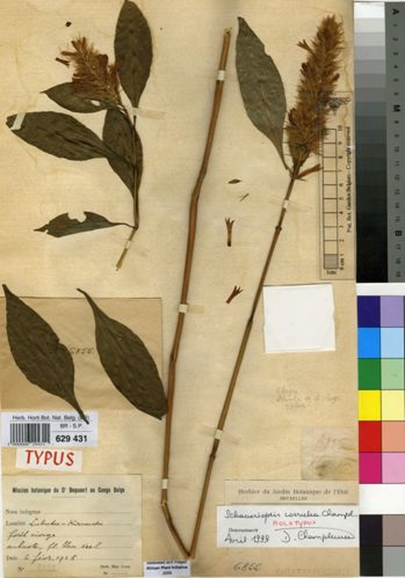 Schaueriopsis variabilis photo 3