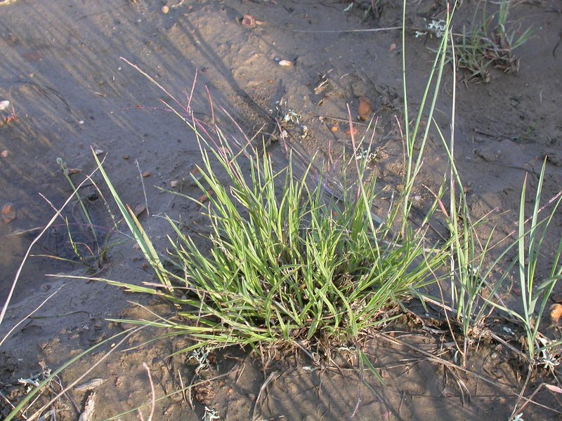 Tumblegrass photo 4