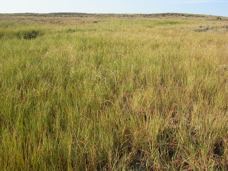 Tumblegrass photo 5