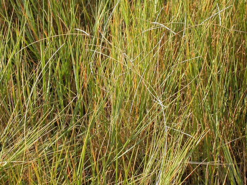 Tumblegrass photo 2