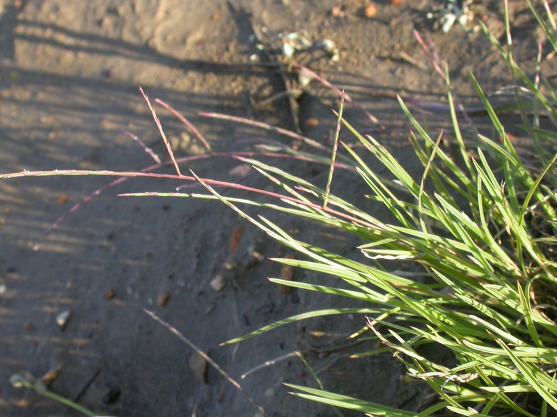 Tumblegrass photo 3