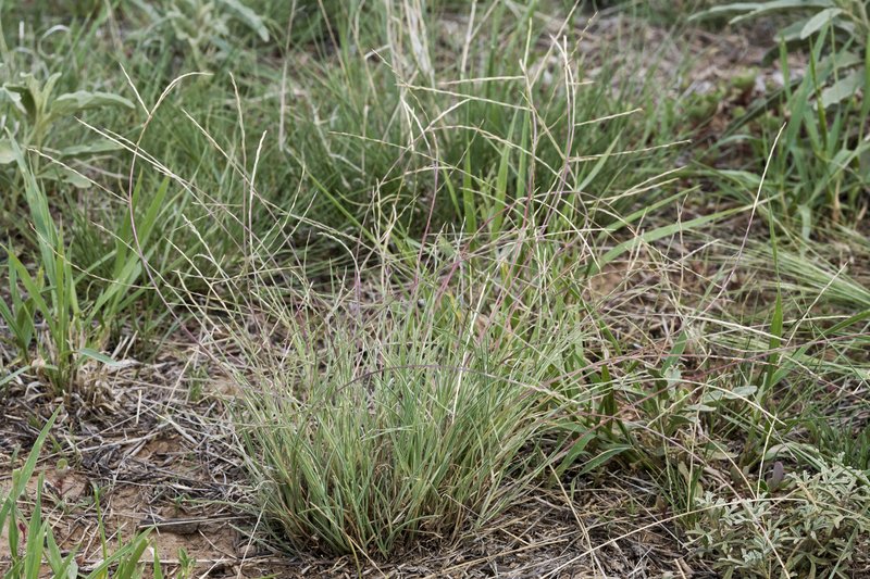 Tumblegrass photo 7