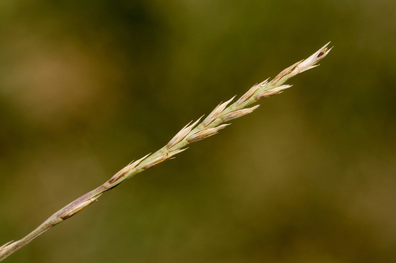 Tumblegrass photo 8