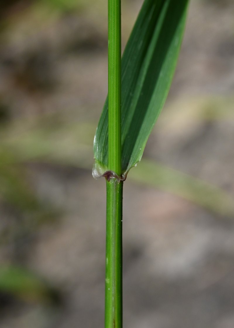 Giant Fescue photo 3