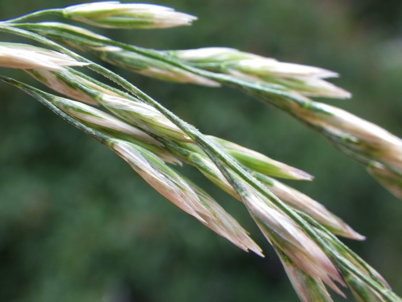 Meadow Fescue photo 3