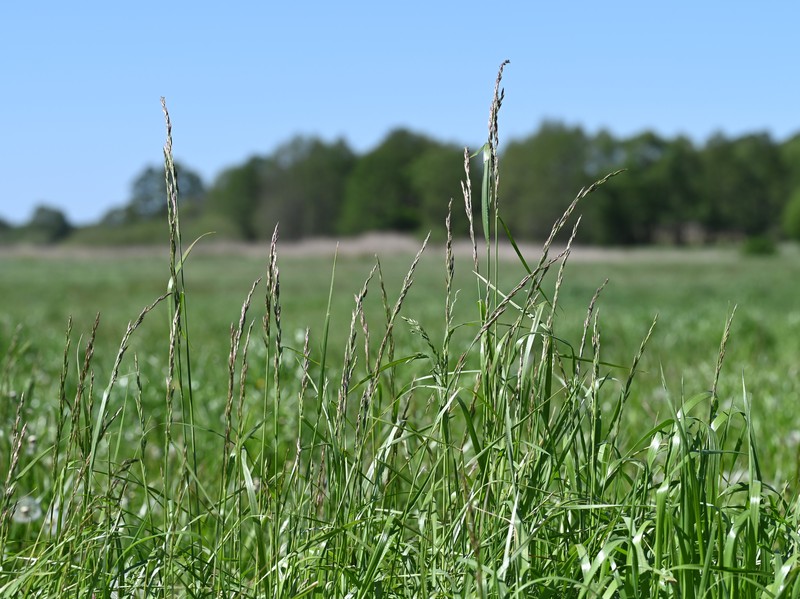 Meadow Fescue photo 4
