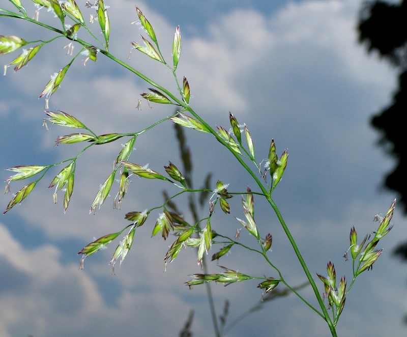 Meadow Fescue photo 5