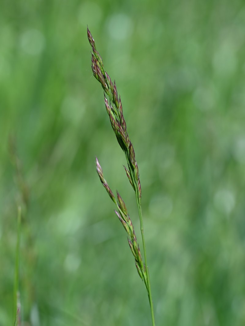 Meadow Fescue photo 6