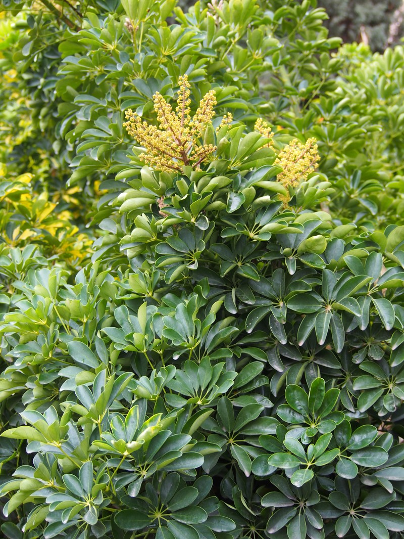 Dwarf Umbrella Tree photo 3