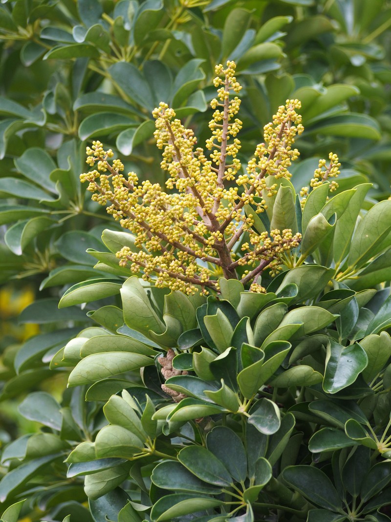 Dwarf Umbrella Tree photo 4