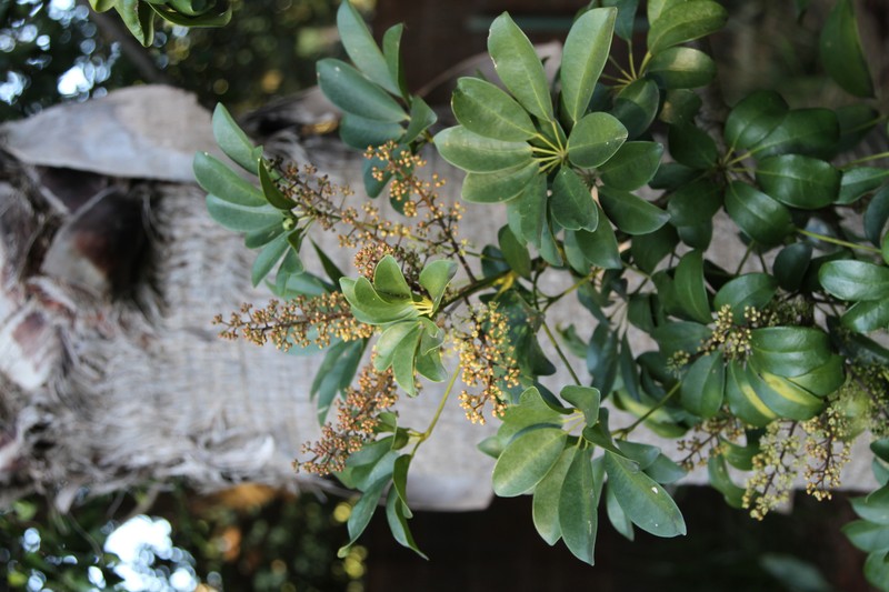 Dwarf Umbrella Tree photo 2