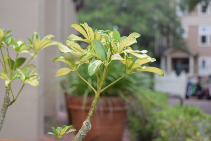 Dwarf Umbrella Tree photo 5