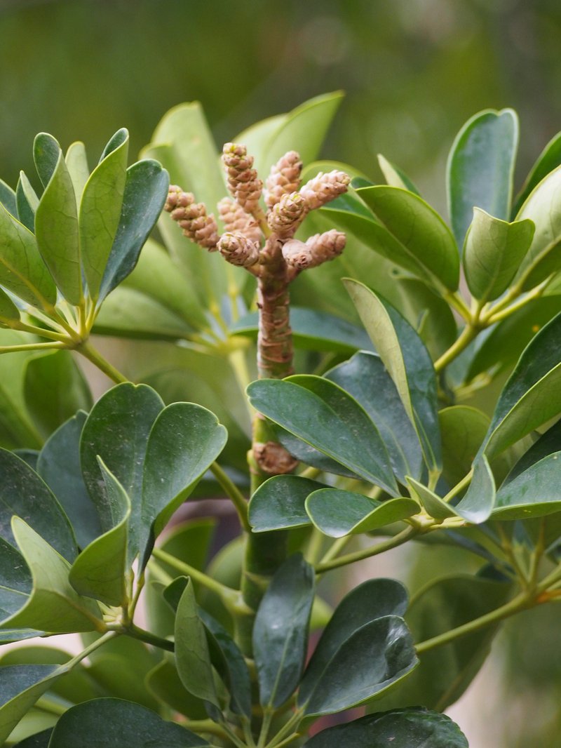 Dwarf Umbrella Tree photo 6