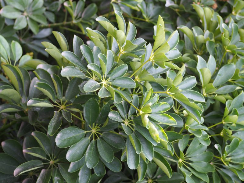 Dwarf Umbrella Tree photo 7