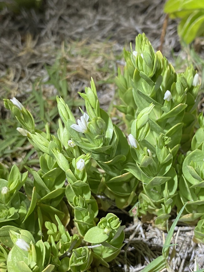 Lavaslope Centaury photo 4