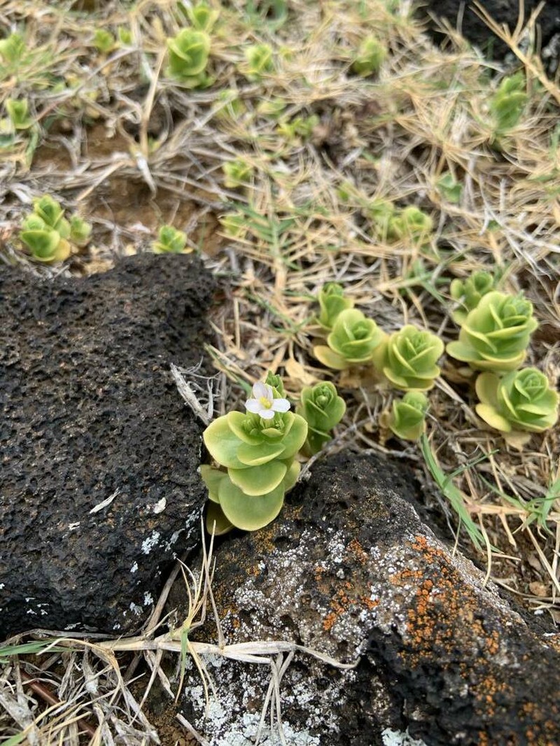 Lavaslope Centaury photo 5