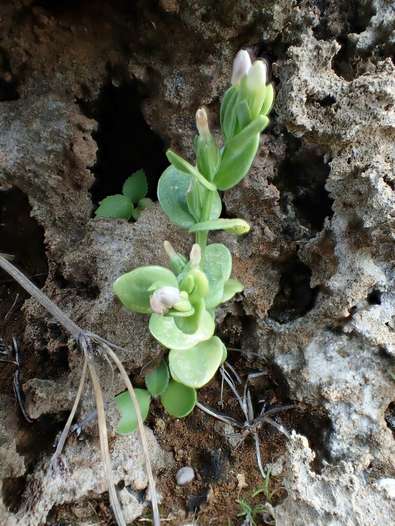 Lavaslope Centaury photo 6