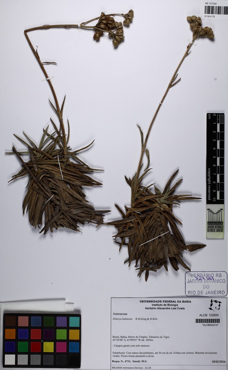 Scherya bahiensis