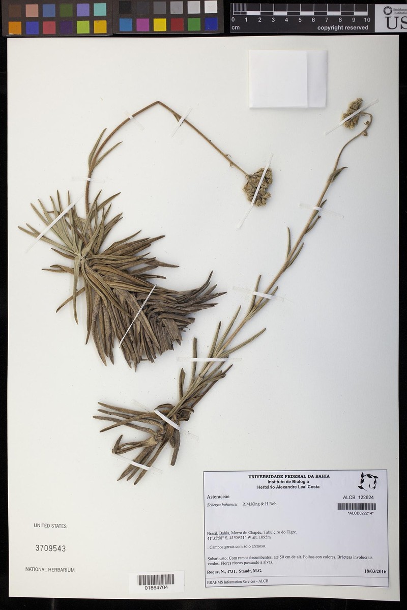 Scherya bahiensis photo 2