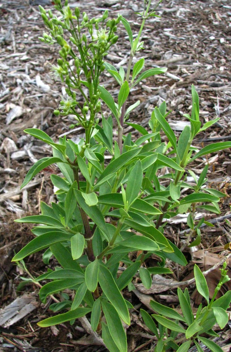 Diamond Head Schiedea