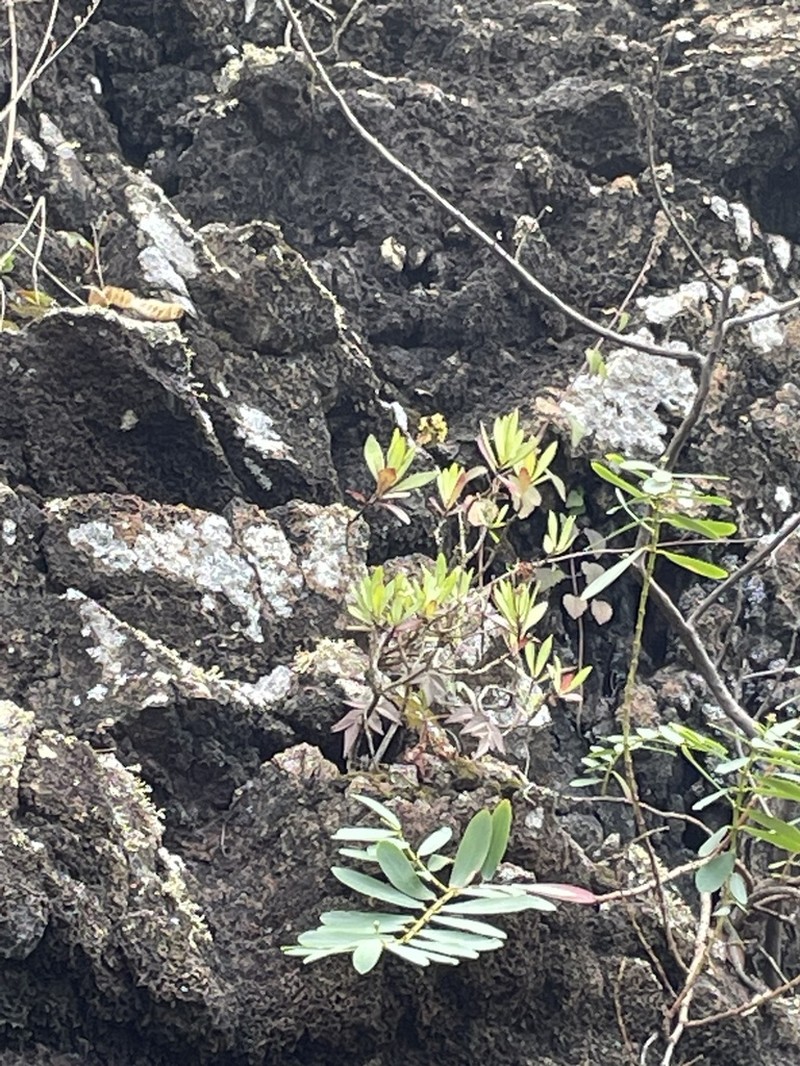 Kauai Schiedea