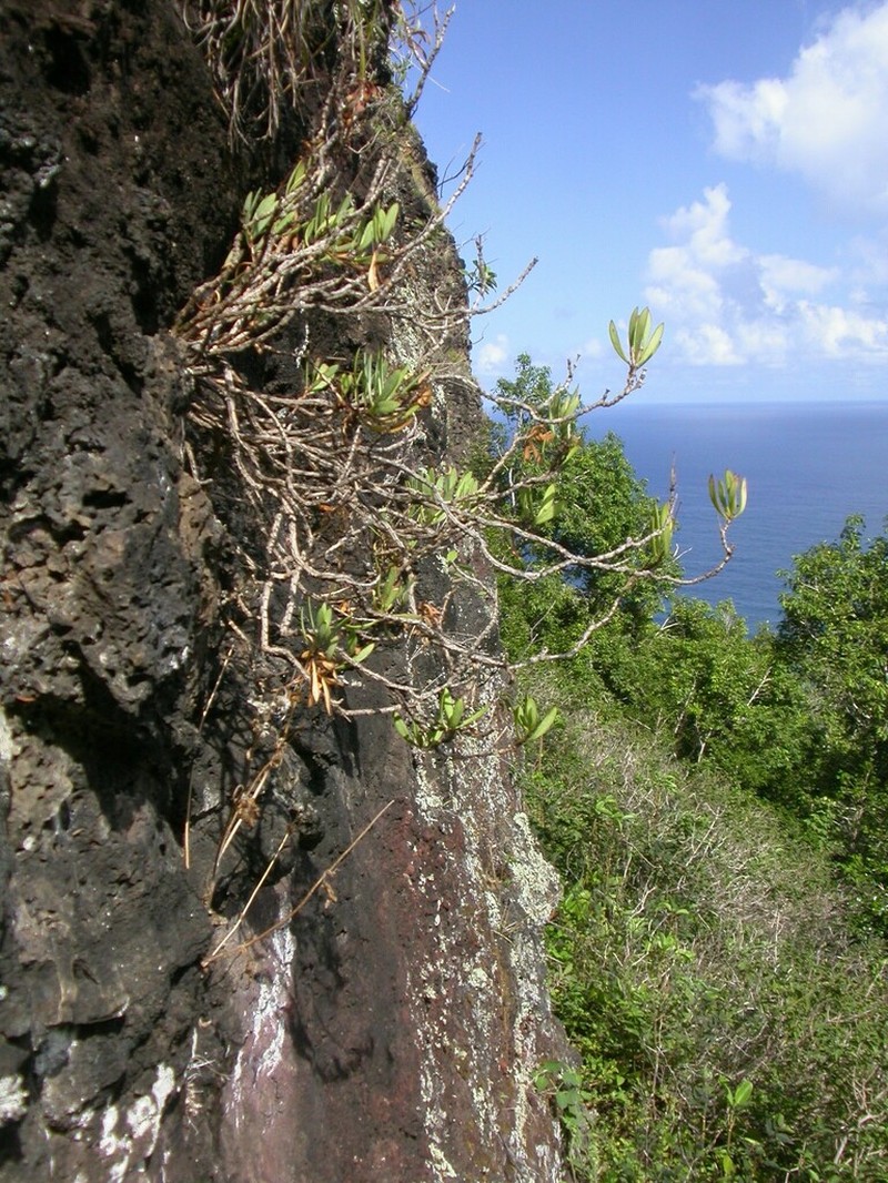 Kauai Schiedea photo 2