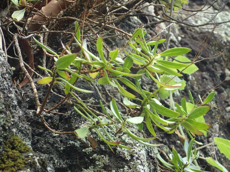 Kauai Schiedea photo 3