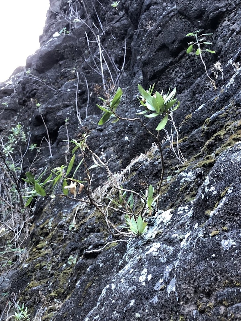 Kauai Schiedea photo 5
