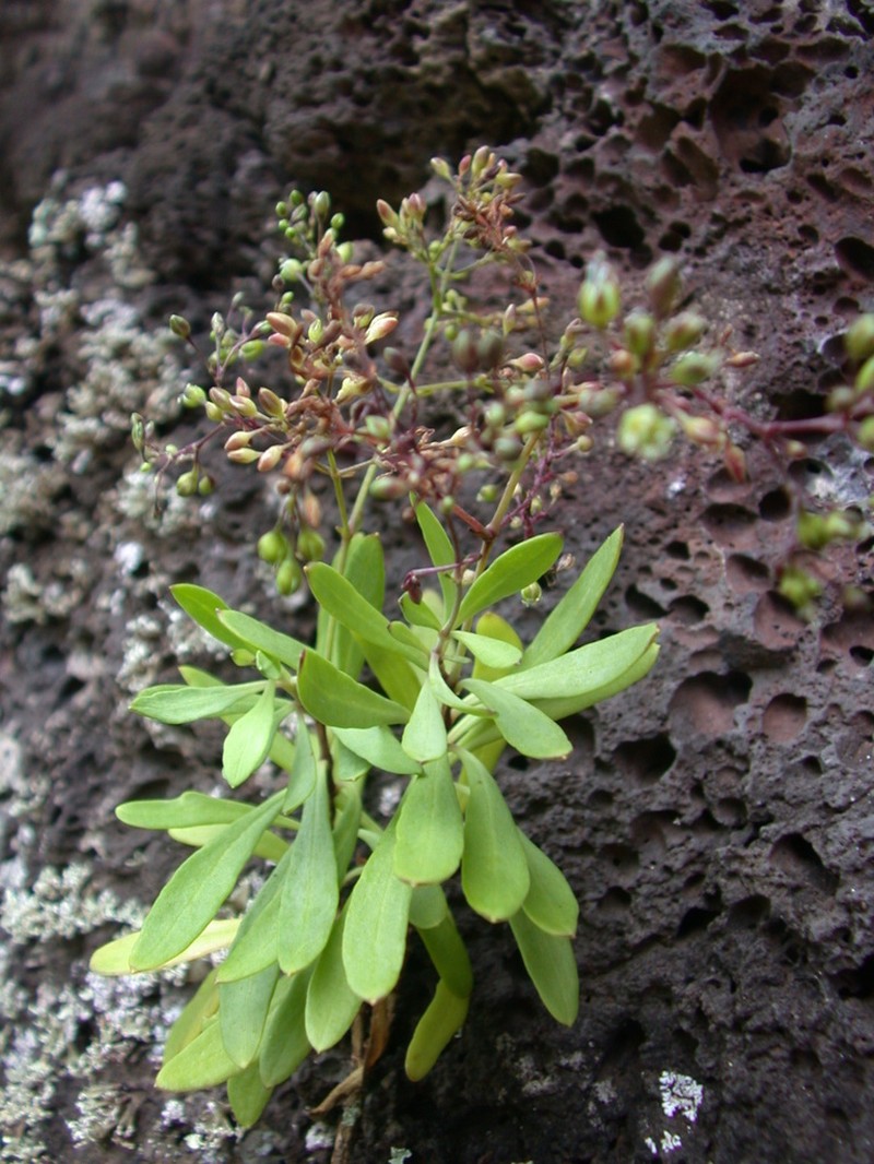 Kauai Schiedea photo 6
