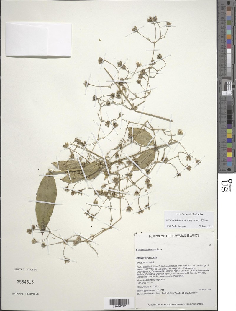Schiedea diffusa subsp. diffusa