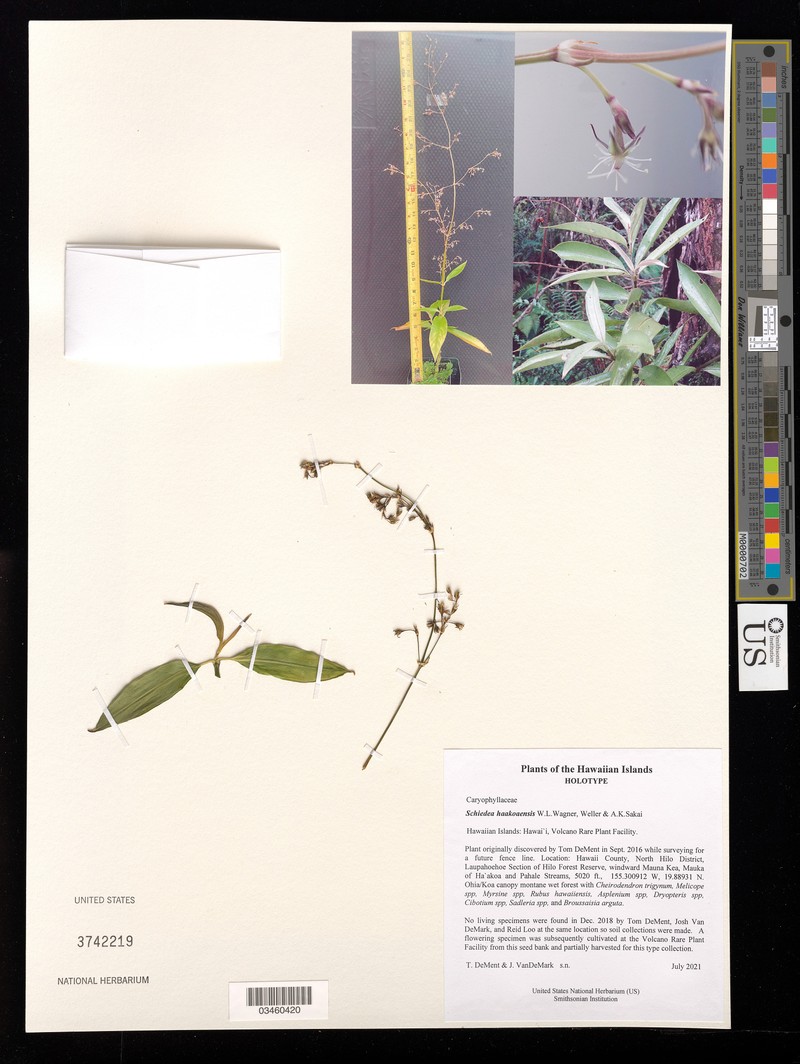 Schiedea haakoaensis