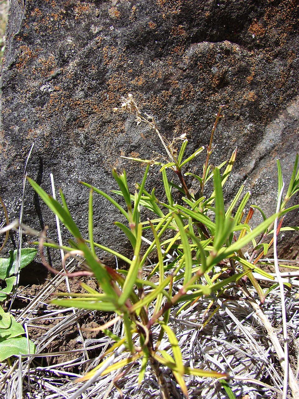 Haleakala Schiedea photo 5
