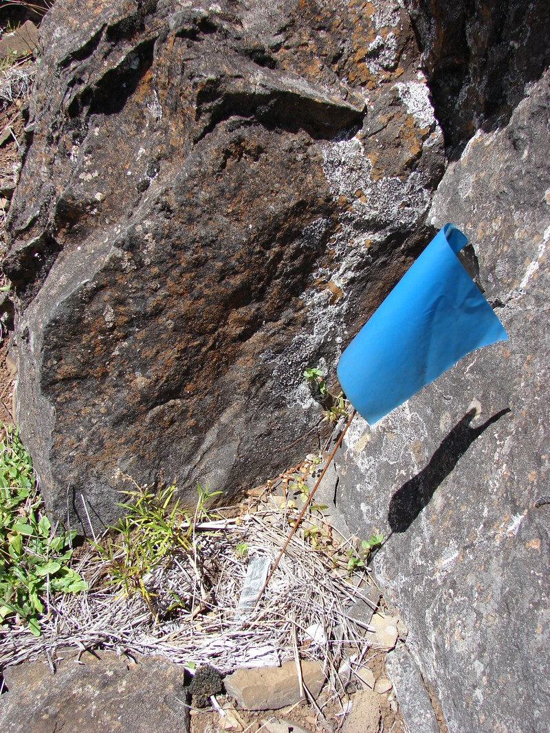 Haleakala Schiedea photo 3