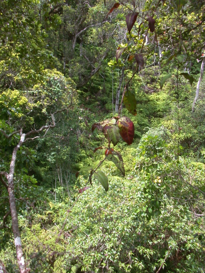Kaholuamanu Schiedea photo 2