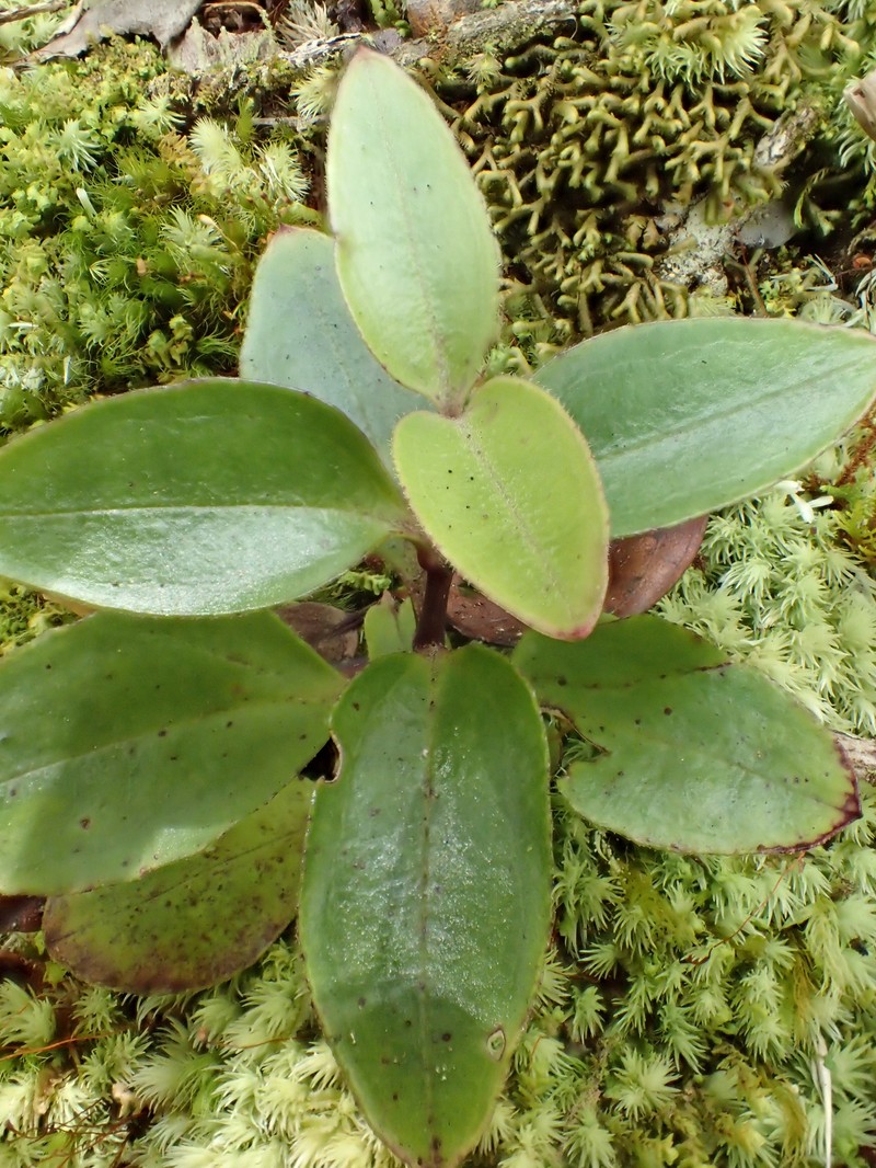 Kaholuamanu Schiedea photo 5