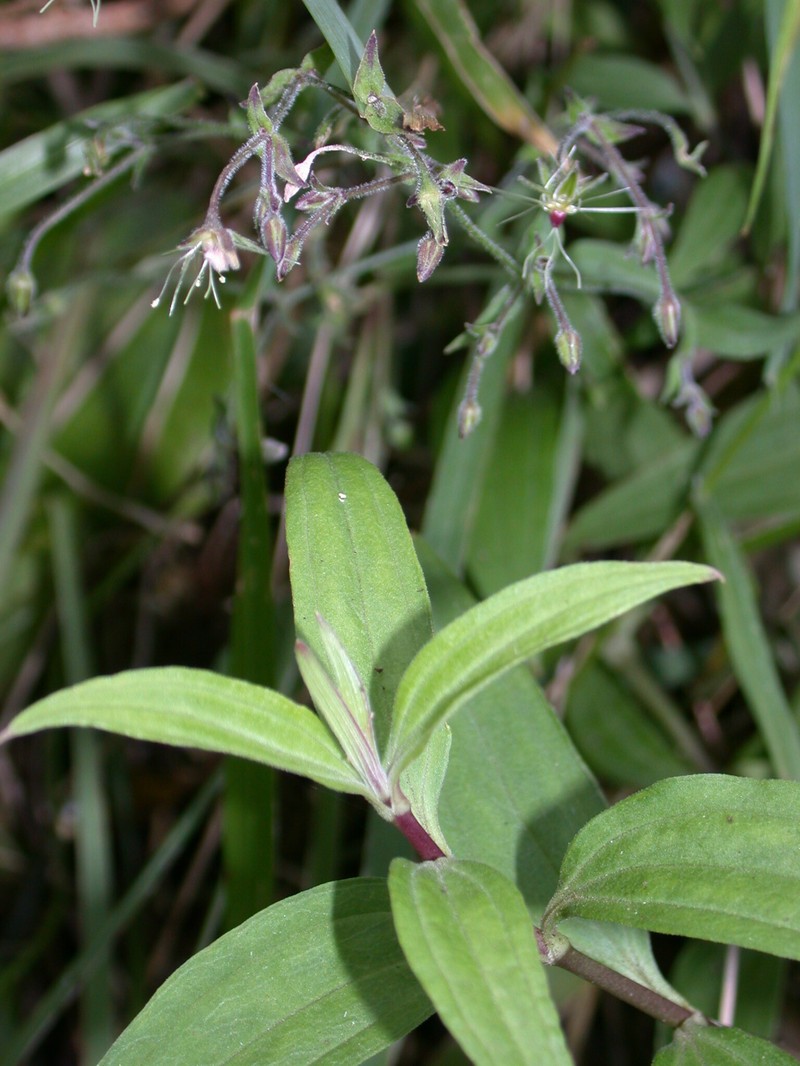 Sprawling Schiedea photo 5