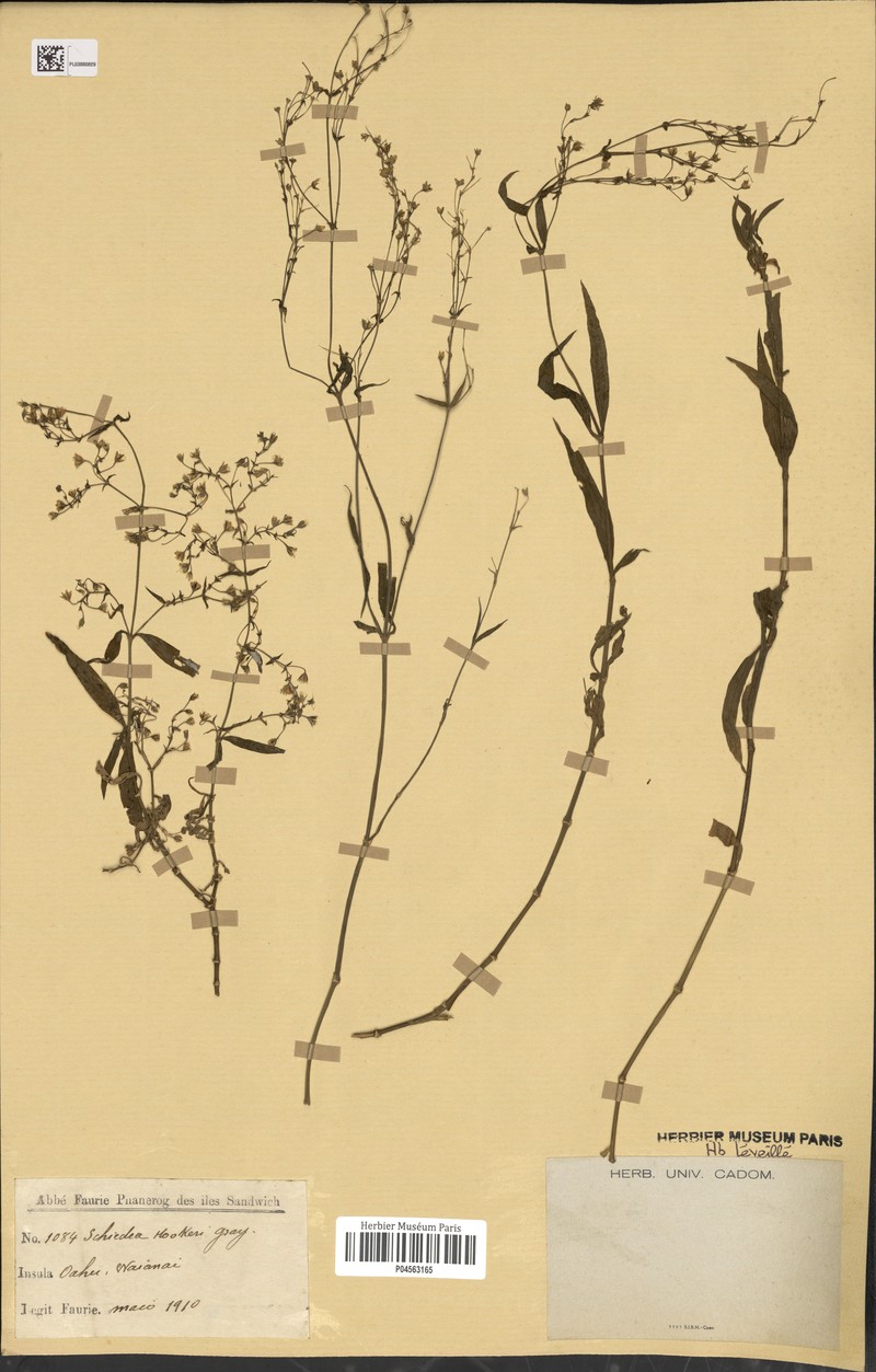 Sprawling Schiedea photo 8