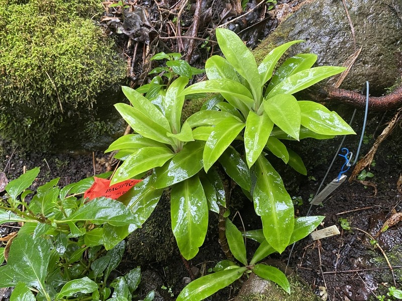 Oahu Schiedea photo 3