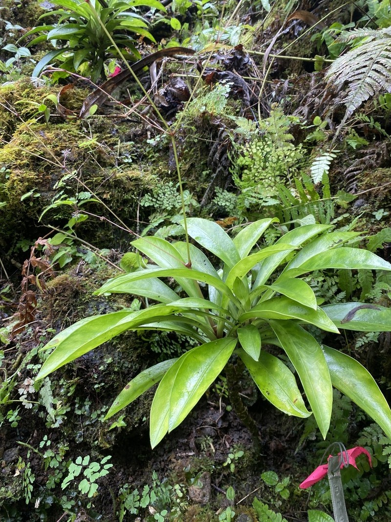 Oahu Schiedea photo 4