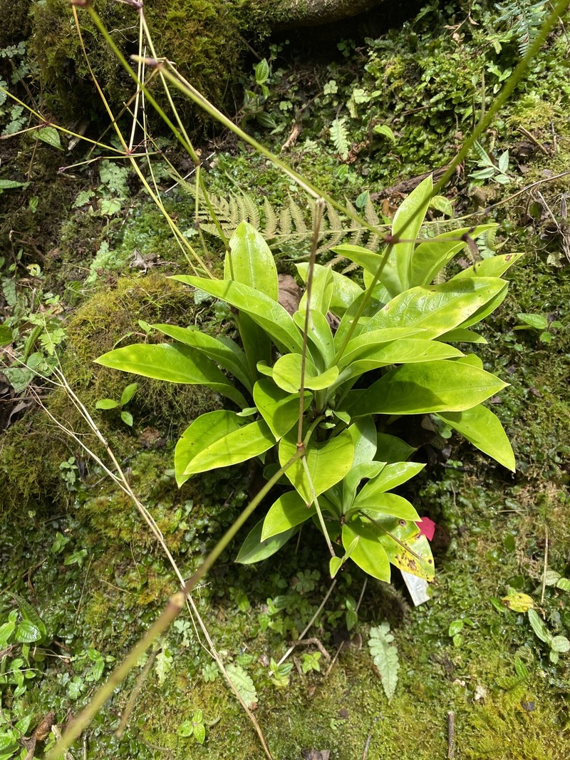 Oahu Schiedea photo 8