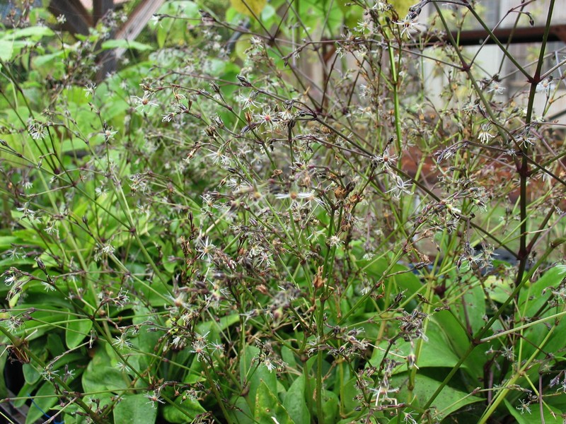 Oahu Schiedea photo 3