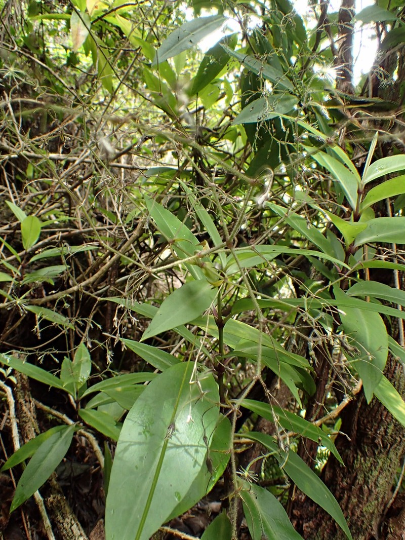 Kauai Schiedea photo 2