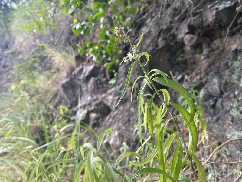 Waianae Range Schiedea