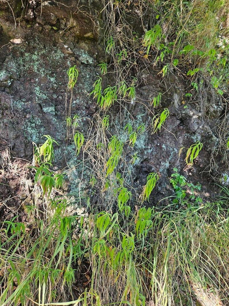 Waianae Range Schiedea photo 2
